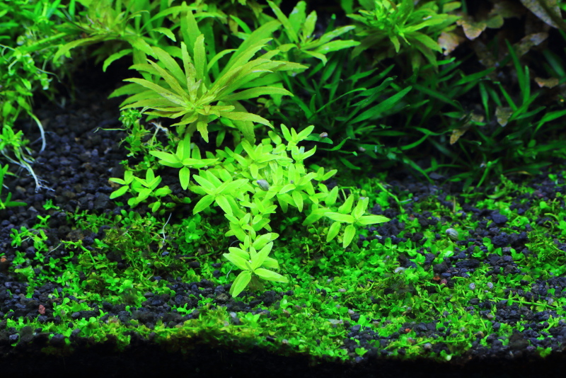 植栽から68日目　ミゾハコベsp. ラトナギリ